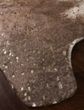Bryce BZ-10 Walnut/Champagne Rug