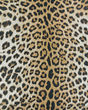Dolce Amur Leopard New Gold 2'3"x3'11" Area Rug